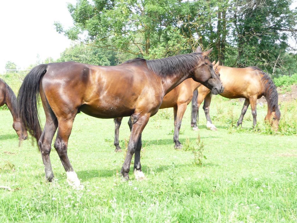 Sportpension Ramlhof Kollerschlag Buitenkant foto
